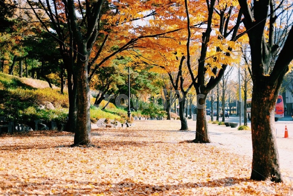 가을,풍경,autumn,fall,낙엽,landscape,fallenleaves,가을,계절,fall,autumn,season,자연,풍경,nature,landscape,tree,나무,plant,식물,park,공원,grass,잔디,outdoors,옥외,lawn,tree trunk,나무 줄기