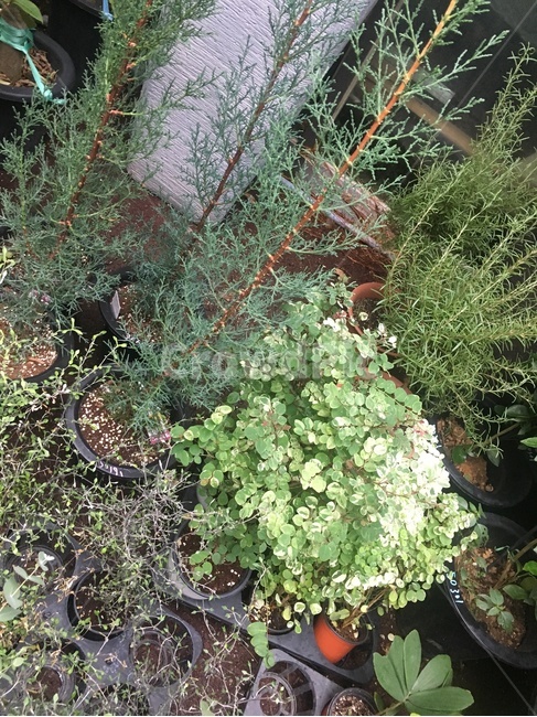 pottedplant,화분,허브,파종기,herbs