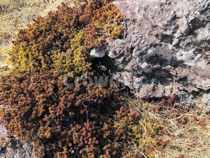 자연,나무,바위,감성,이국적,풀,숲,산,식물,자연,plants,nature