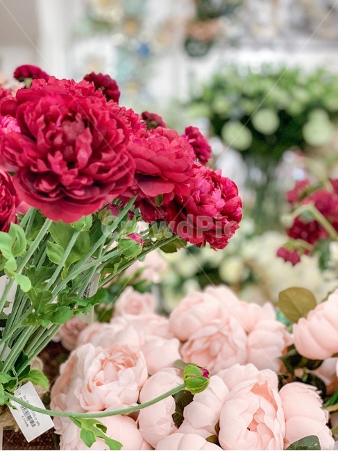 fresh flowers,flower shop,pot,rose,carnation,Mothers Day,flower