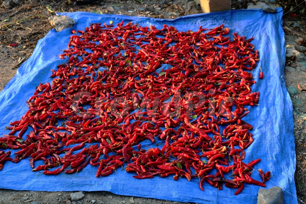 고추,음식,야채,말린,말리는,햇빛,시골,풍경,시골풍경,여행,빨강,빨간색,red,빨강색,색깔,색감,강렬한,건조,매운,파프리카,식물,건강함,과일,마켓,건조한,향료,칠리,음식,식재료,요리,food,cook,meal,dishes,food reserves,채소,야채,vegetables