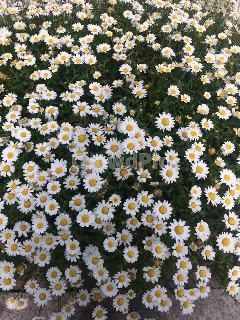 꽃,식물,자연,flower,nature