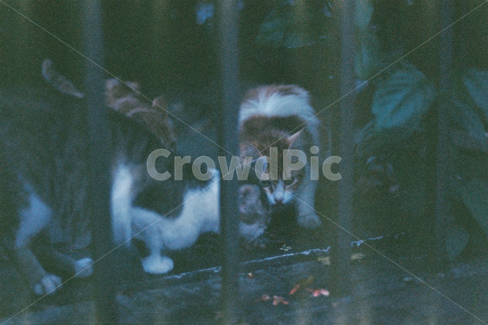 길고양이,고양이,동물,자연,먹이주기,동물,animal,포유류,mammal,고양이,cat,kitten,kitty,감성,sensible,feeling