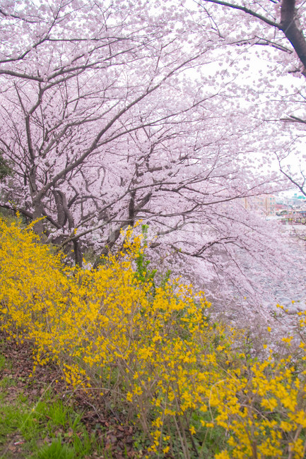 벚꽃,봄꽃,cherryblossom,봄분위기,spring,꽃,개나리