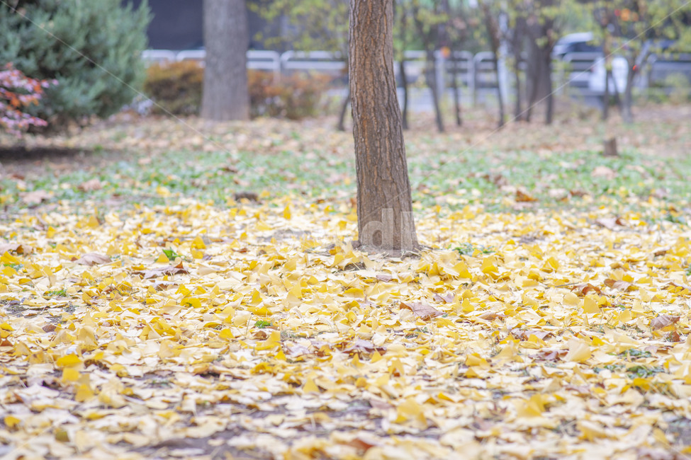 은행나무,가을,단풍,노랑,나무,가을단풍,감성,가을풍경,풍경,가을,계절,fall,autumn,season