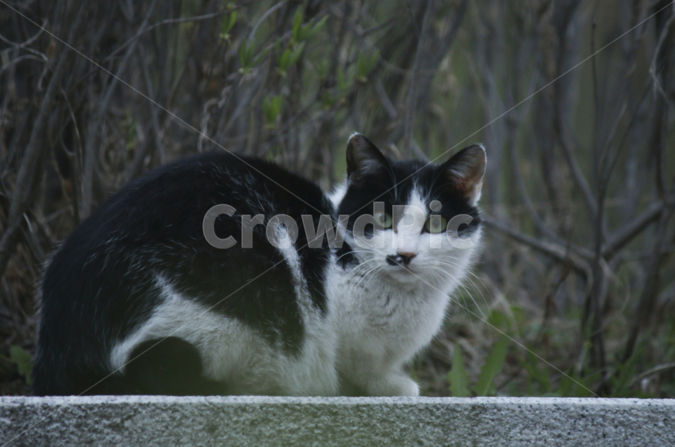 animal,동물,pet,애완동물,mammal,포유류,cat,고양이,얼룩고양이,동물,animal,포유류,mammal,고양이,cat,kitten,kitty