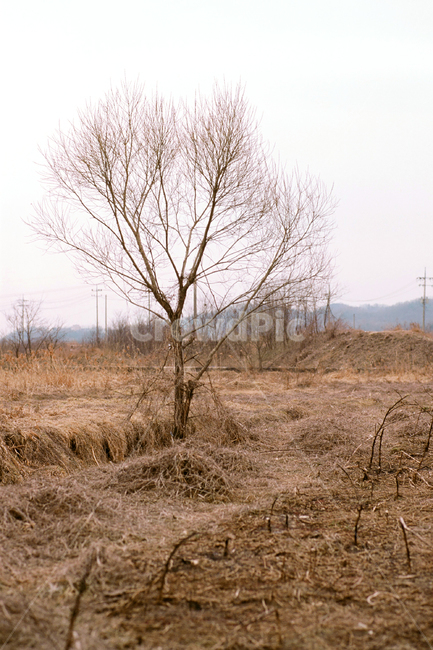 필름,필름사진,필름느낌,필름감성,겨울,들판,탐험,모험,자연,나무,네츄럴,야생,필드,grass,plant,nature,outdoors,자연,풍경,nature,landscape,잔디,식물,옥외