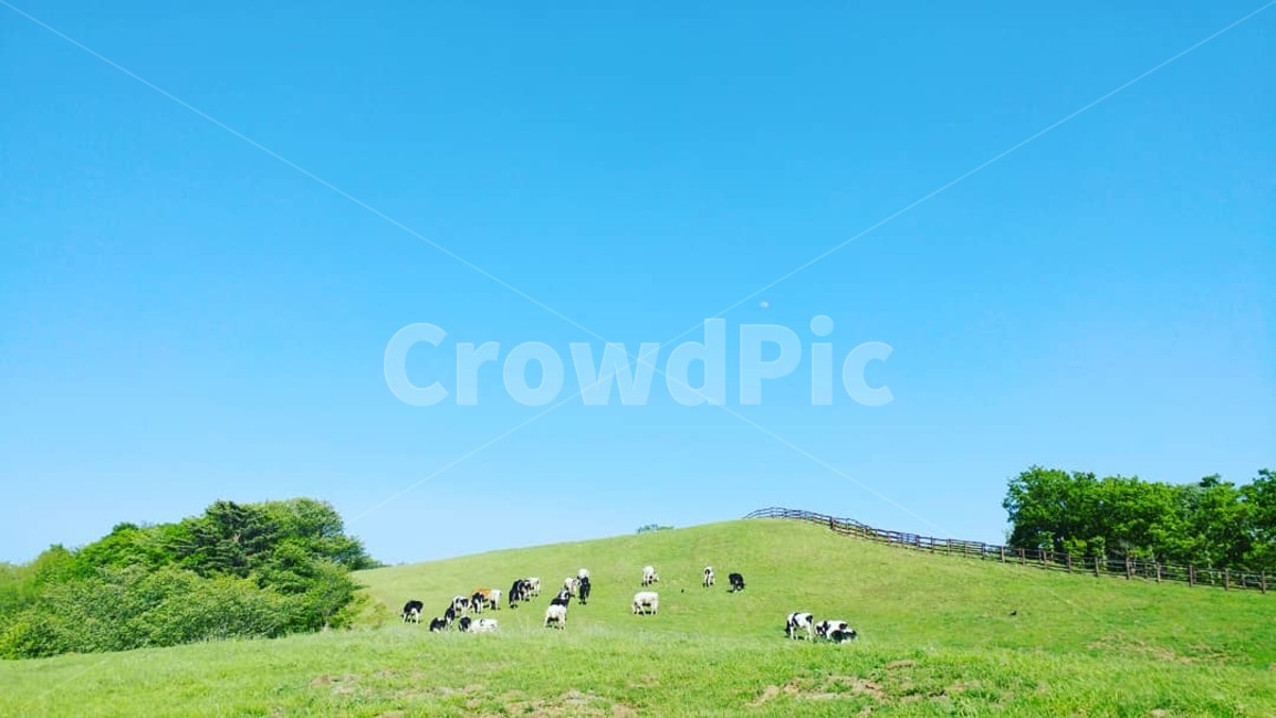 양,목장,들판,벌판,자연,풍경,동물,산업,industry,industrial,목축업,목장,livestock farming,ranching,pasture