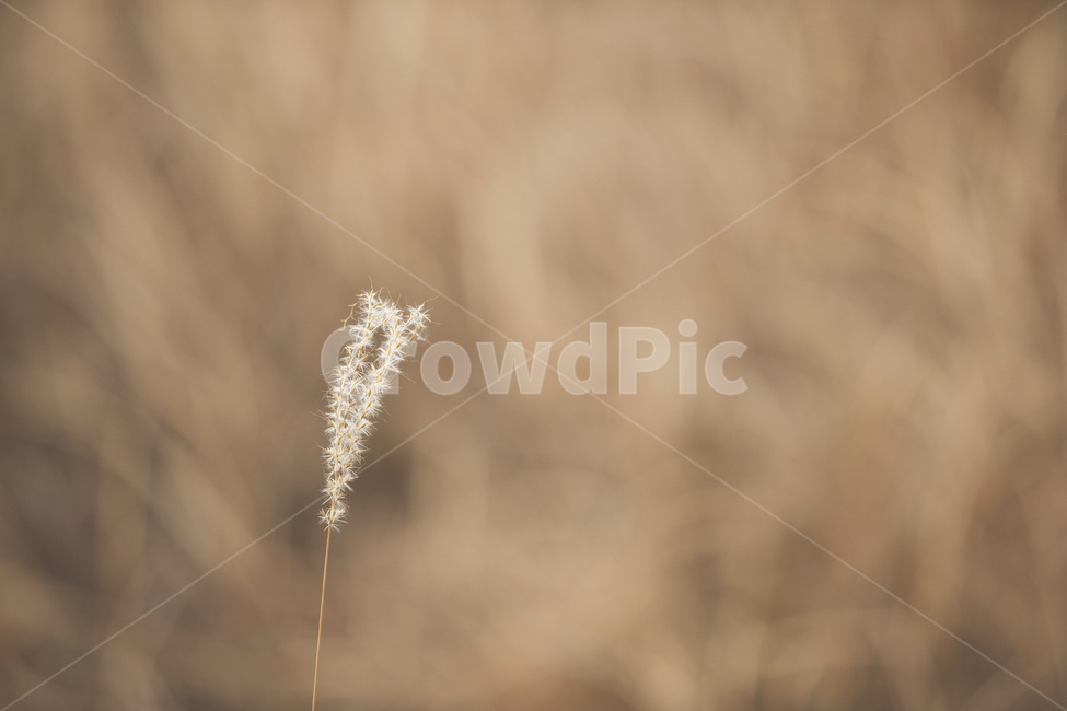 식물,plant,억새,물억새,가을,가을,계절,fall,autumn,season,식물,자연,plants,nature