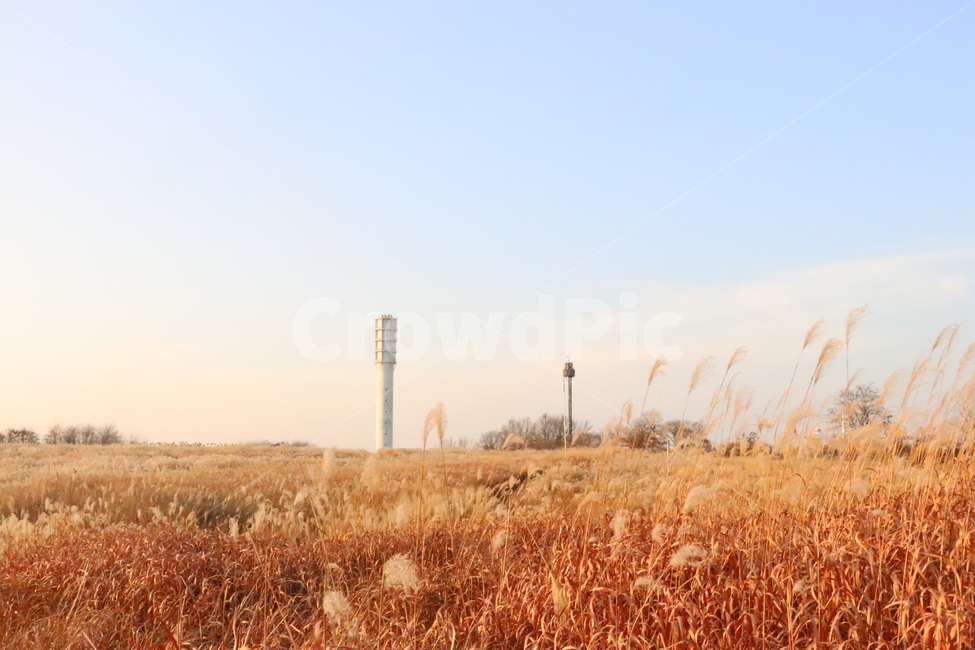 가을,하늘,감성사진,몽환,하늘공원,가을,계절,fall,autumn,season,자연,풍경,nature,landscape,한국자연풍경,한국자연경관,korea nature landscape,plant,식물,grass,잔디