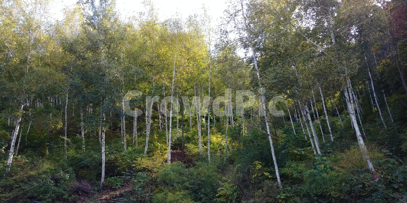 휴양림,숲,나무,forest,tree,연두빛,휴식