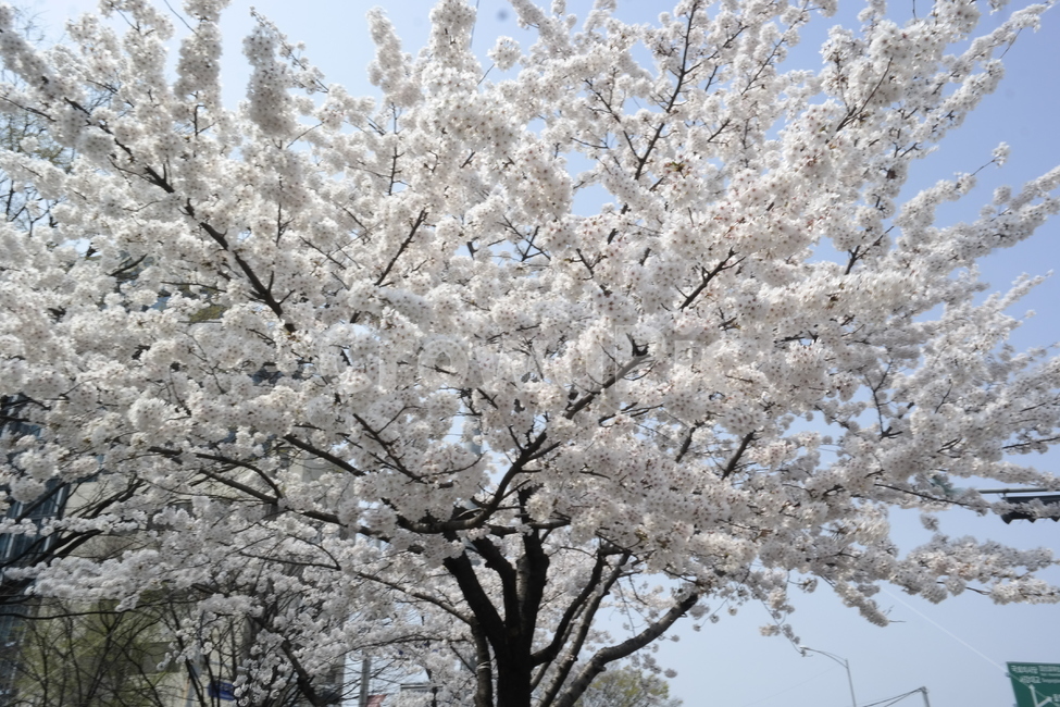 여의도벚꽃축제,벚꽃,하늘,봄,식물,cherryblossom,tree,sky,spring