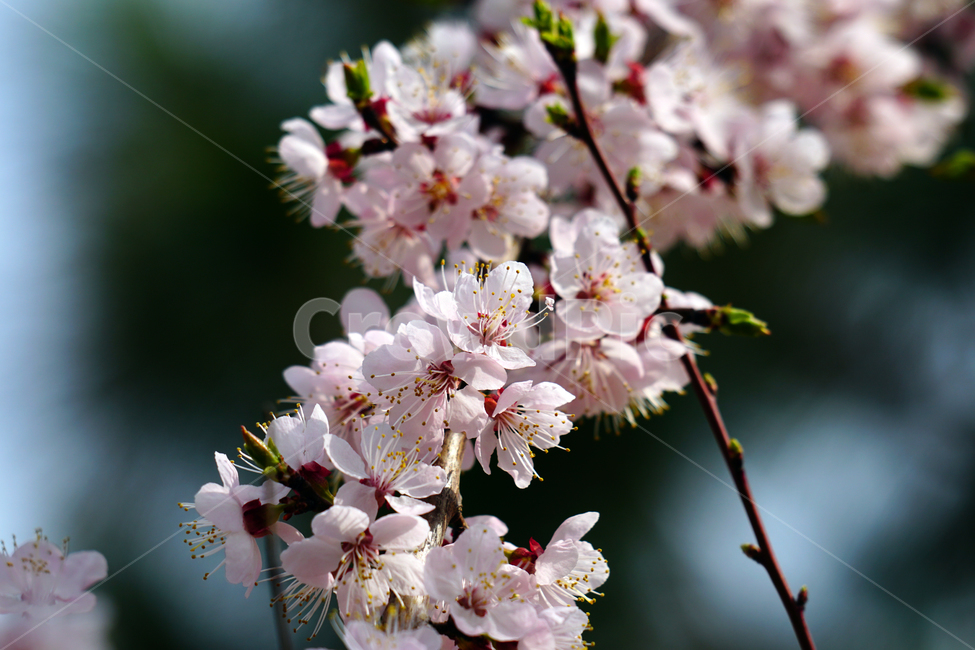 살구나무꽃,봄꽃,한국자연,꽃,꽃사진,플라워,flower,봄,spring,식물,plants,자연,nature,풍경,landscape,계절,season,snap,스냅,접사,macro,closeup,클로즈업,감성사진,감성,힐링,healing,느낌,feel,feeling,꽃밭,화단,나무,나뭇가지,tree,꽃봉오리,4월,April,살구나무,봄,계절,spring,season,식물,자연,plants,nature,꽃,flower,plant,blossom