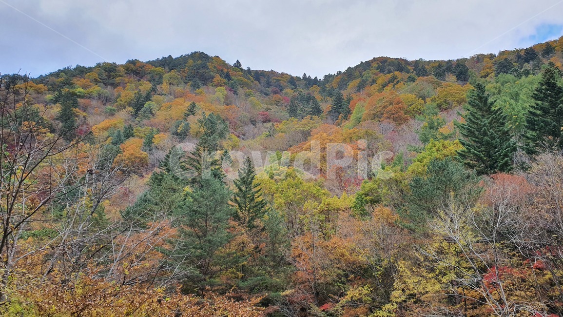 자연,가을,단풍,산,낙엽,가을,계절,fall,autumn,season,자연,풍경,nature,landscape