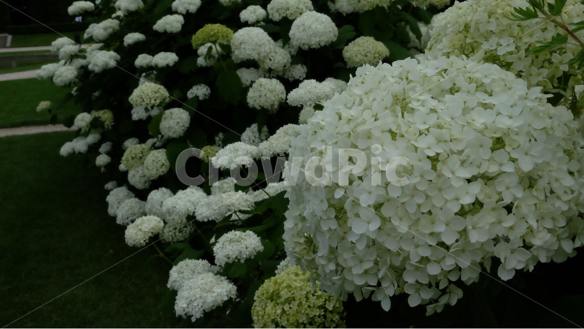 수국,봄,꽃,식물,공원,봄,계절,spring,season,식물,자연,plants,nature,꽃,flower,plant