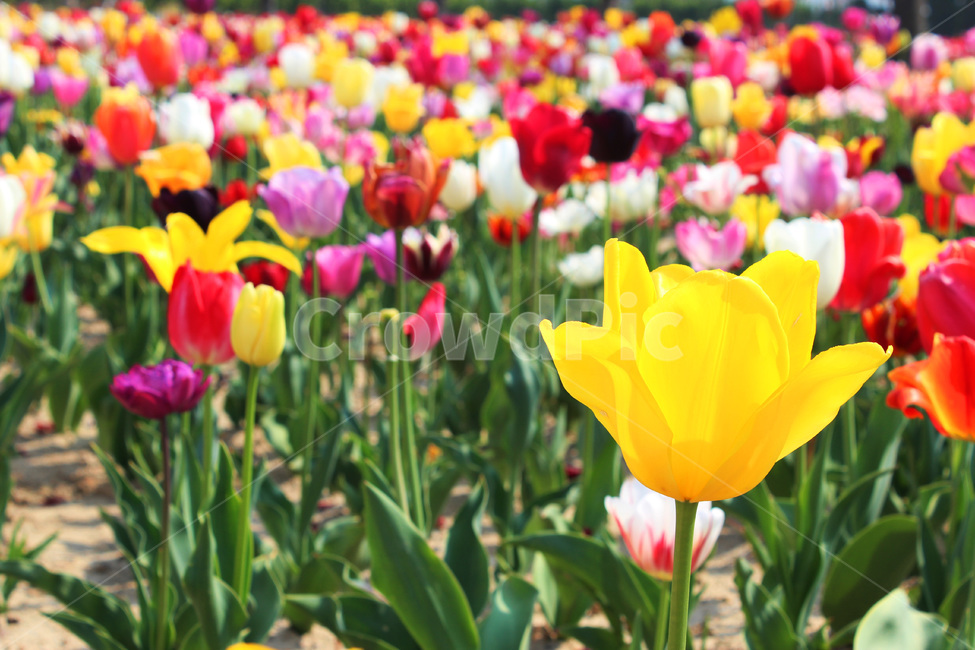 튤립,tulip,flower,꽃잎,petal,식물,자연,season,plants,nature,야외,blossom,식물,자연,plants,nature,꽃,flower