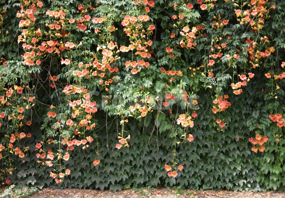 능소화,vine,꽃,flower,climber,blossom,plant,식물,leaf,잎,식물,자연,plants,nature,꽃,flower