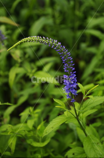 긴산꼬리풀,꽃,flower,식물,plant,자연,nature