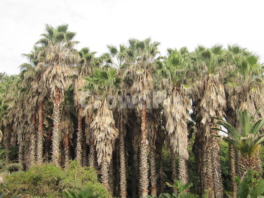 나무,tree,야자수,제주도,이국적인,자연,풍경,nature,landscape,plant,식물