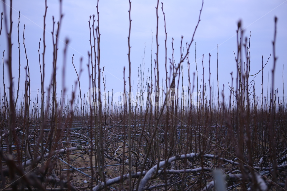 배나무,하늘,새순,가지,농장,겨울,계절,winter,season,식물,자연,plants,nature