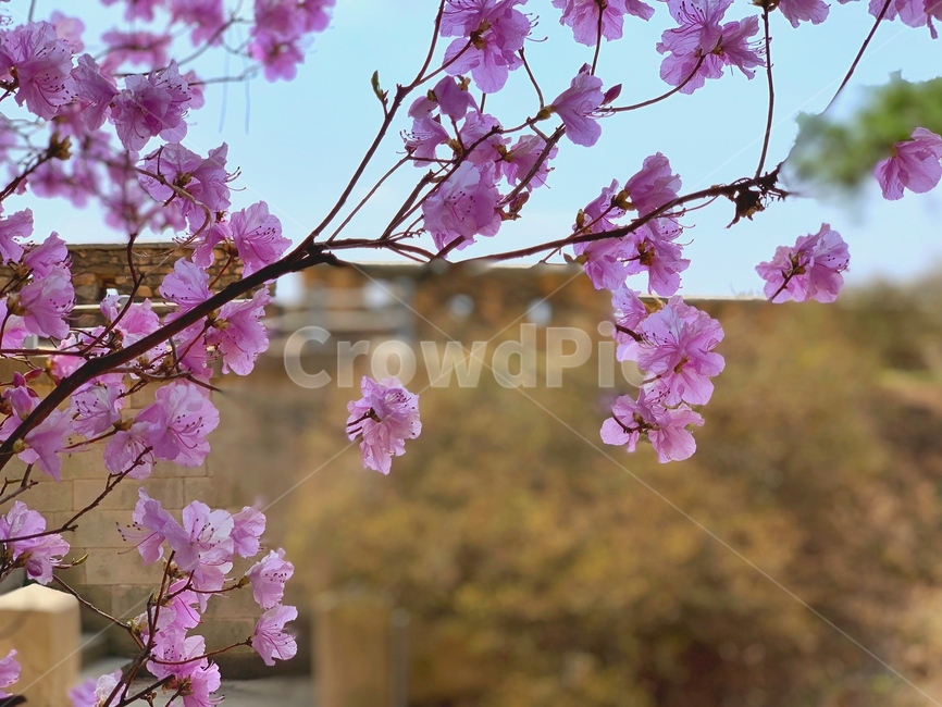 배경,꽃,봄,flower,spring