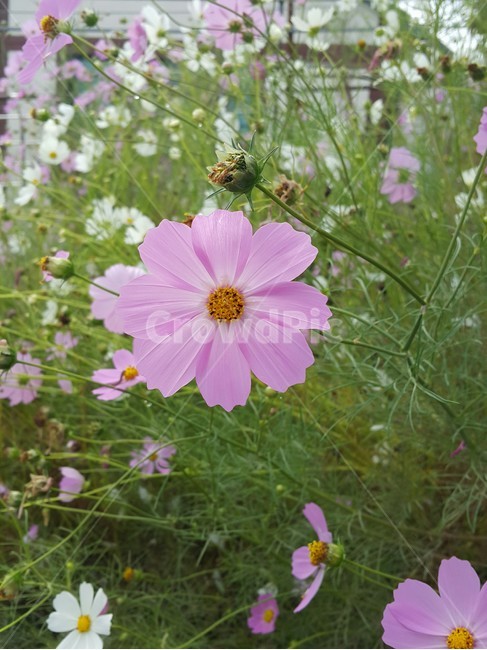 꽃,코스모스,식물,자연,flower,야외,분홍,풀,nature,초록,흰,흰꽃,분홍꽃,식물,자연,plants,nature,꽃,flower