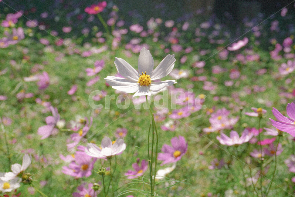 코스모스,가을꽃,가을,꽃,식물,분홍색,흰색,가을,계절,fall,autumn,season,식물,자연,plants,nature,꽃,flower,anemone,아네모네,plant,blossom