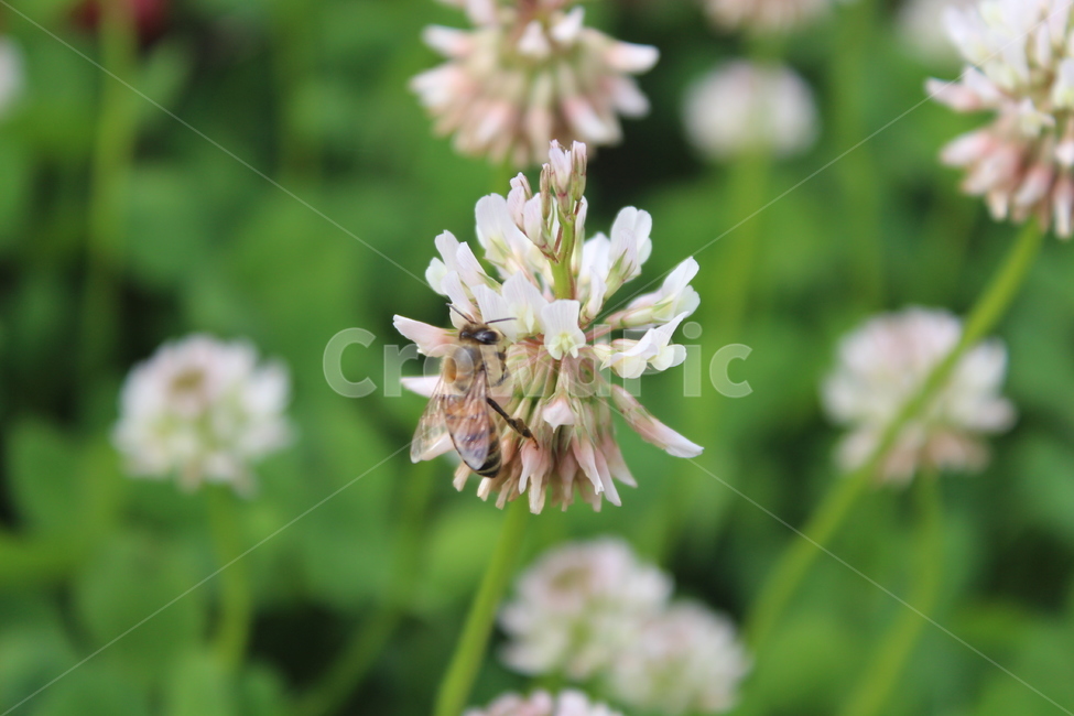 야생화,들꽃,들에핀꽃,야생꽃,작은꽃,칼라풀,식물,자연,plants,nature,꽃,flower,동물,animal,곤충,벌레,insect,bug