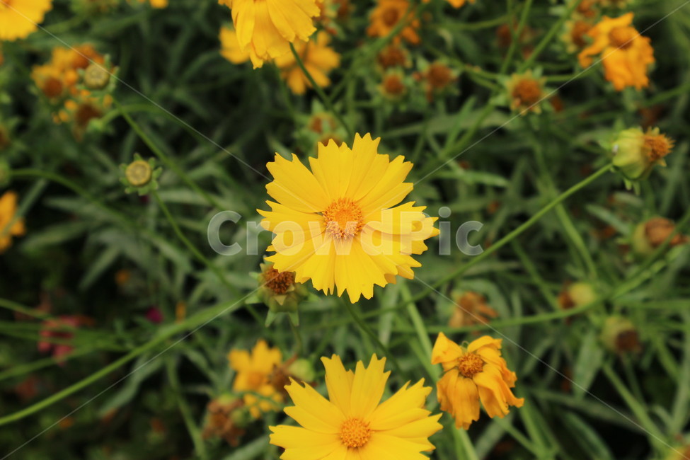 꽃,봄,노란색,노란꽃,여름,식물,자연,plants,nature,꽃,flower