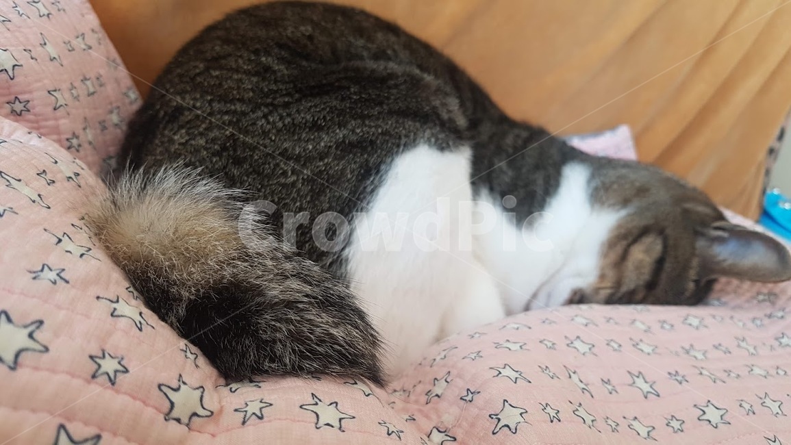 고양이,야옹이,냥모나이트,잠든고양이,집고양이,고등어테비,고등어,코리안숏헤어,코숏,길고양이,동물,animal,포유류,mammal,고양이,cat,kitten,kitty