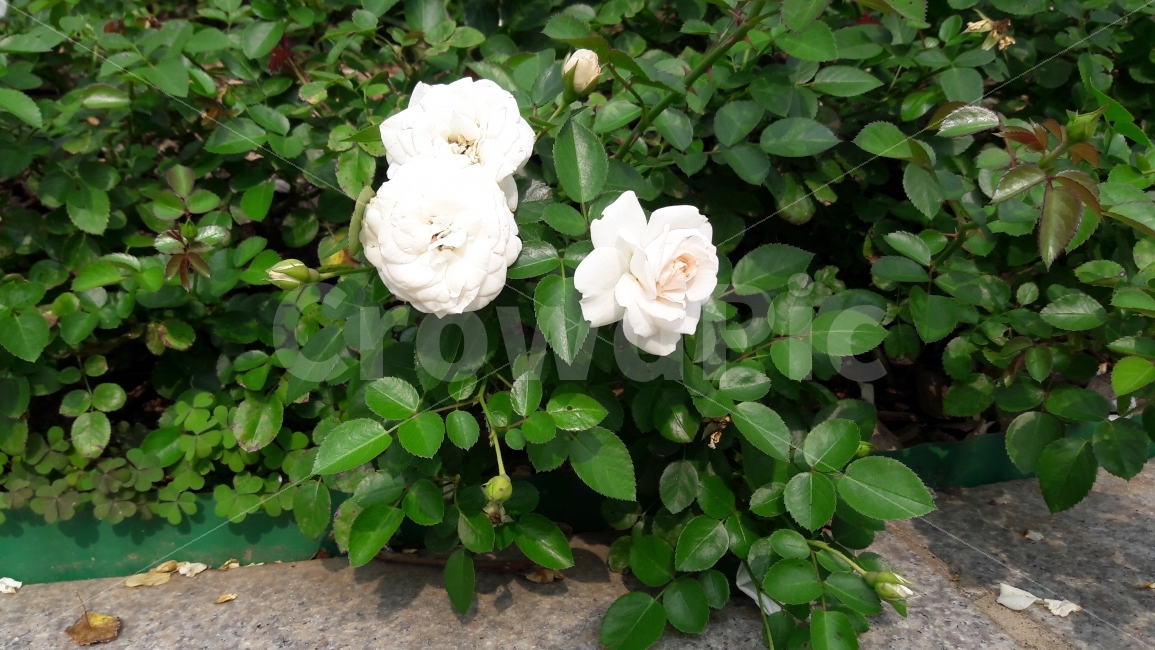 장미,꽃,초록,활짝,존경,식물,자연,plants,nature,꽃,flower