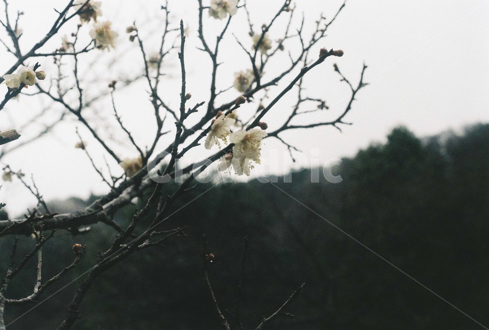 매화,꽃,이슬,필름,봄,spring,감성,필름사진,안개,자연,flower,빗방울,비온후,분위기있는