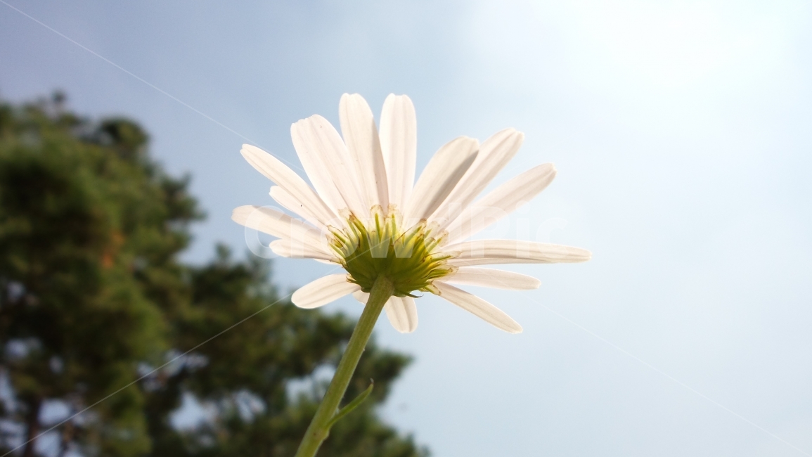 풍경,꽃,야생화,국화,flower,wildflower,식물,자연,plants,nature,꽃,flower
