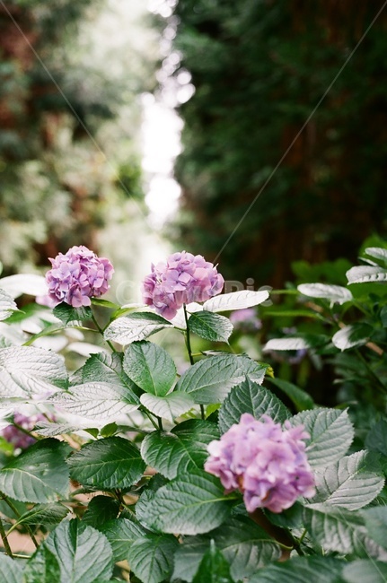 제주,수국,보라색,보라꽃,여름,식물,자연,plants,nature,꽃,flower