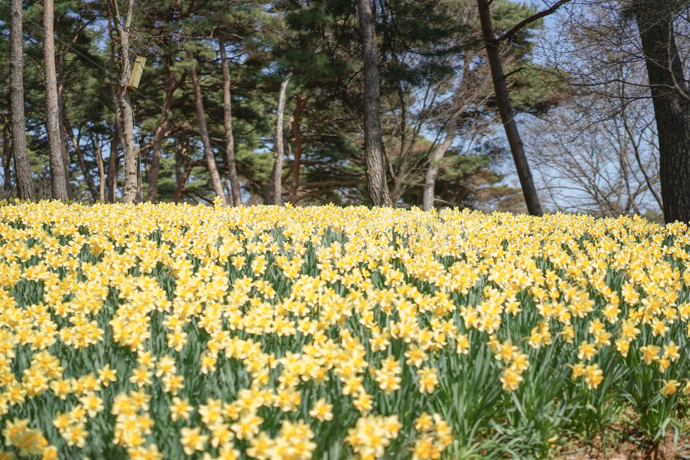노란,옐로우,노랑색,수선화,꽃,봄꽃,노란물결,narcissus,봄,계절,spring,season,plant,식물