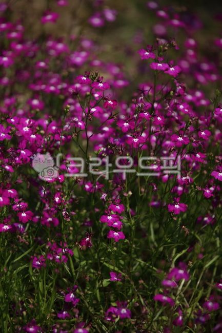 flower,꽃,plant,로벨리아,lobeliaerinus