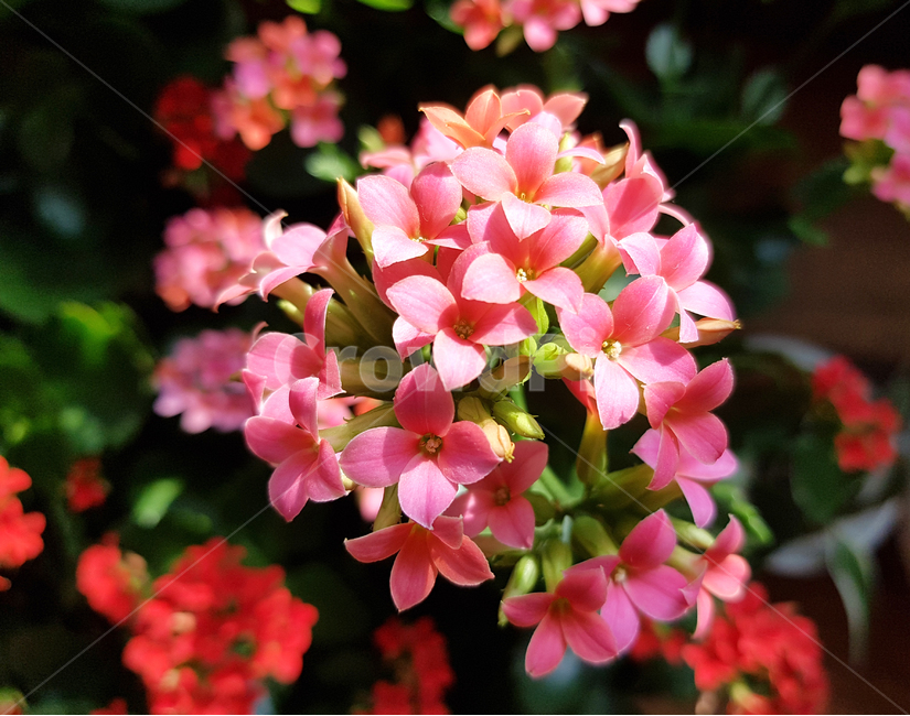 꽃,다육이,봄,꽃배경,계절,식물,자연,plants,nature,꽃,flower