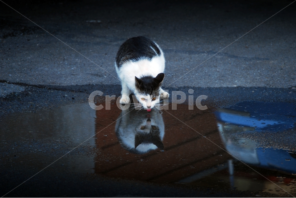 고양이,길고양이,갈증,목마름,행복,물,동물,animal,포유류,mammal,고양이,cat,kitten,kitty