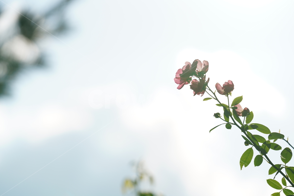 장미,꽃,플라워,식물,생물,생명,flower,plant,식물,자연,plants,nature,꽃,flower