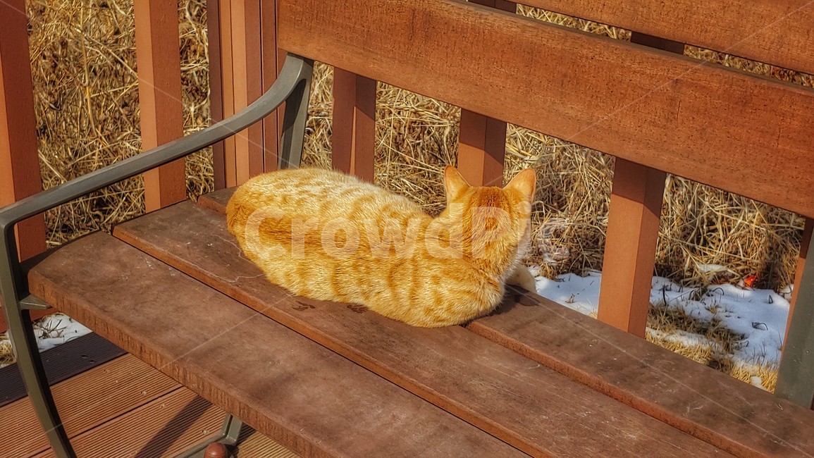 고양이,길고양이,길냥이,동물,cat,animal