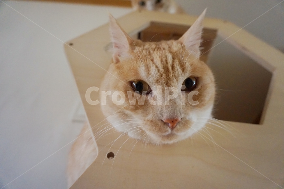 cat,고양이,animal,동물,mammal,pet,동물,animal,포유류,mammal,고양이,cat,kitten,kitty