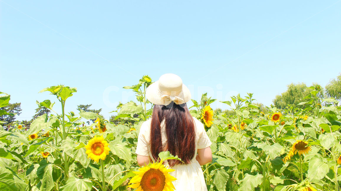 사람,여름,해바라기,꽃,소녀,girl,sunflower,flower,하늘,summer,궁남지,국내여행,여행,밀짚모자,자연,여름,계절,summer,season,식물,자연,plants,nature,꽃,flower,사람,인물,인간,human,person,여성,여자,woman,female,lady,plant,blossom,hat,모자