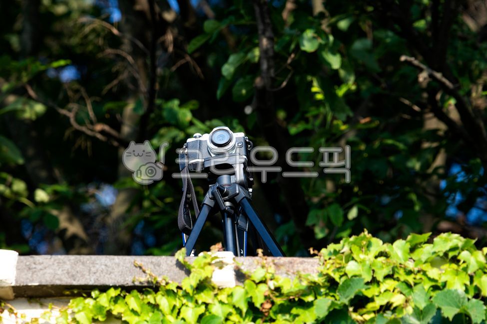 카메라,필름카메라,렌즈,삼각대,어깨끈,구형,넝쿨,나무,햇살,촬영,사진기,단렌즈,셔터,담쟁이넝쿨,식물,야외,오브젝트