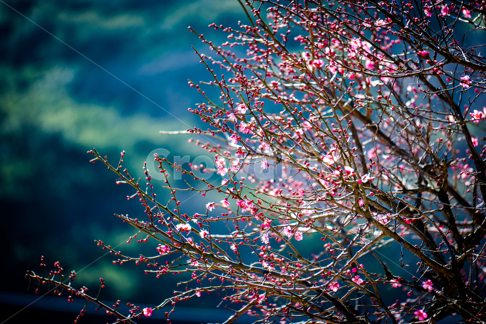 매화,홍매화,자장매,통도사,봄,봄,계절,spring,season,식물,자연,plants,nature,꽃,flower