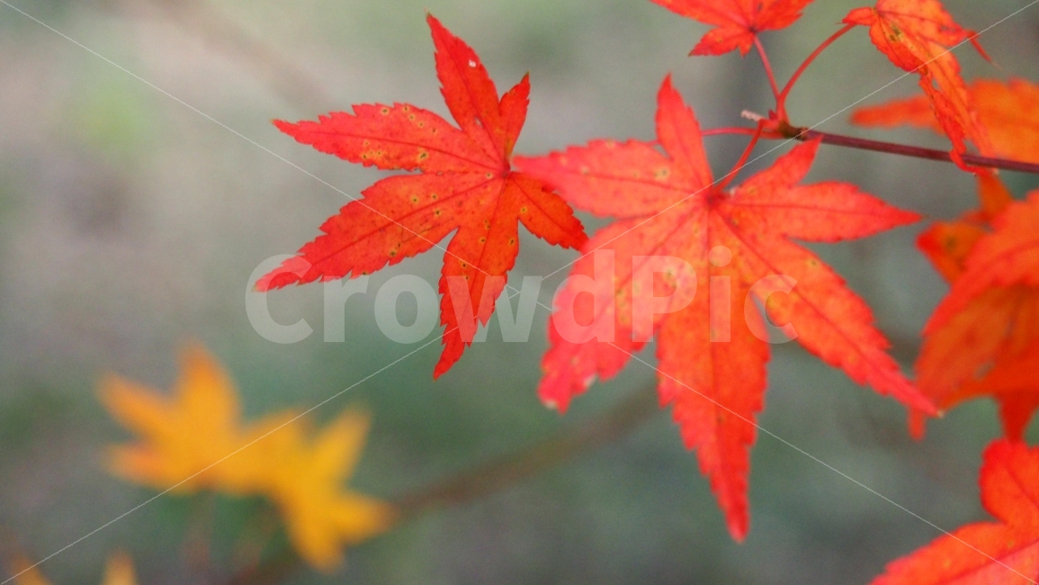 가을단풍,빨강,단풍,가을,무주,가을,계절,fall,autumn,season,식물,자연,plants,nature,감성,sensible,feeling,plant,leaf,잎,tree,나무