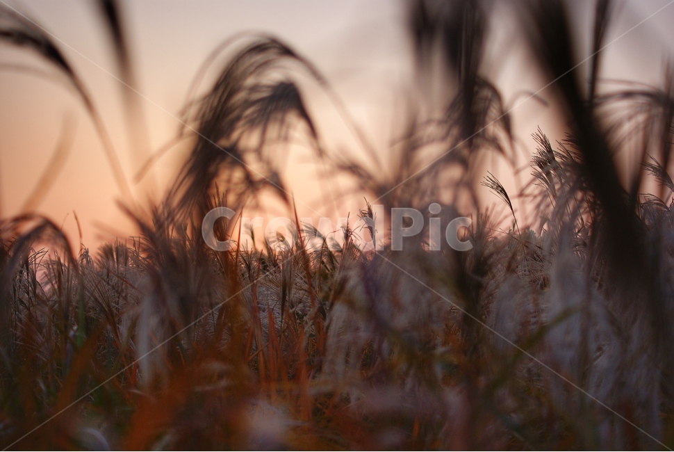 plant,식물,grass,lawn,잔디,노을