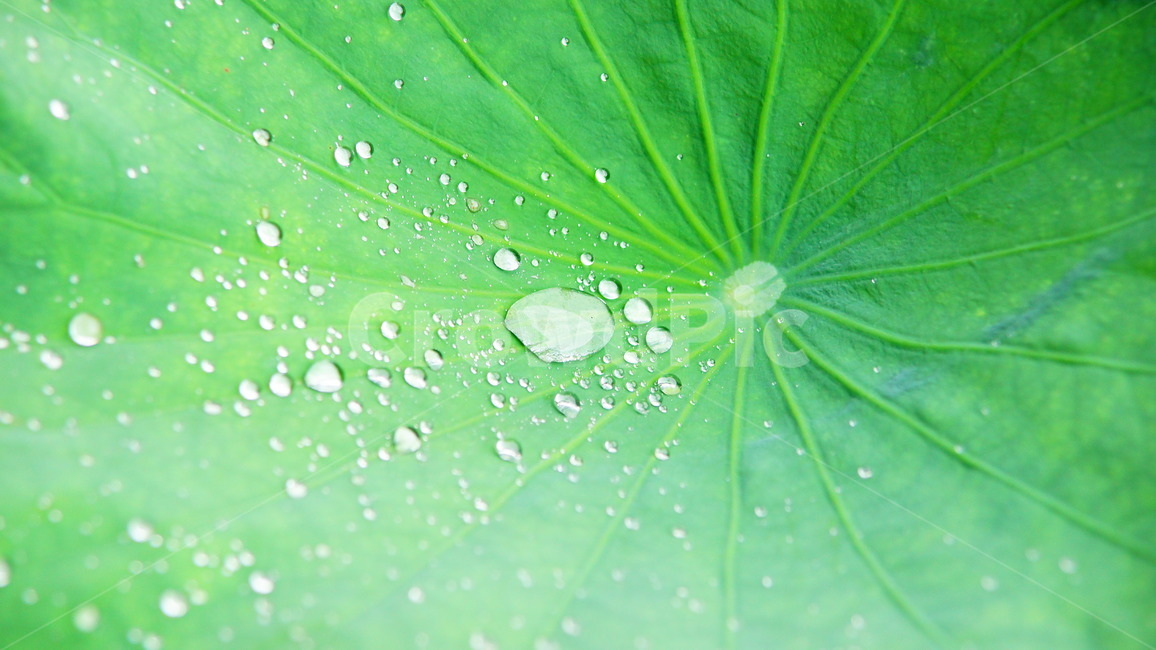 연잎,물방울,이슬,아침,물,방울,연,연꽃,잎,잎사귀,절,식물,자연,plants,nature