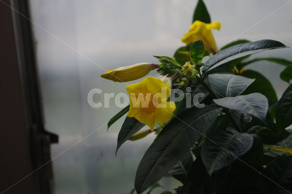 꽃,plant,flower,blossom,yellow,식물,자연,plants,nature,꽃,flower