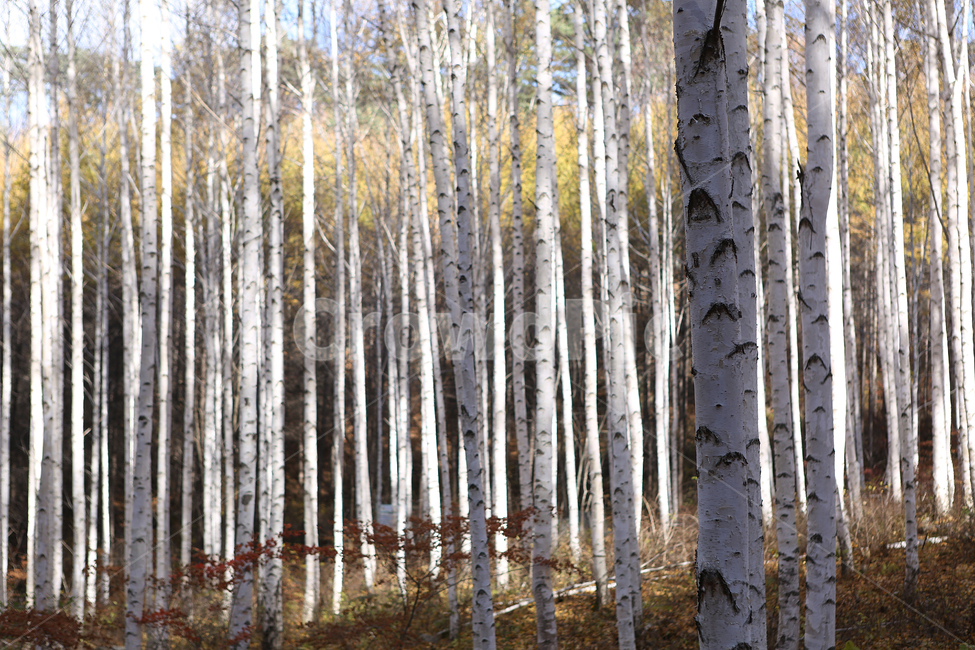 자작나무,숲,원대리,나무,tree,birch,forest,자연,풍경,nature,landscape,plant,식물