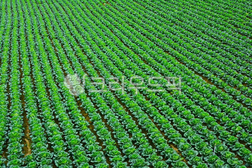 kimchi cabbage,furrow,Agricultural products,industry,vegetable,highland agriculture,field crops,cabbage field,Highcoldzone vegetables,perspective,Ahn Bandeok,green,highlands,field farming,nature,high cold region,outdoor,field,outdoors,culture,background,a